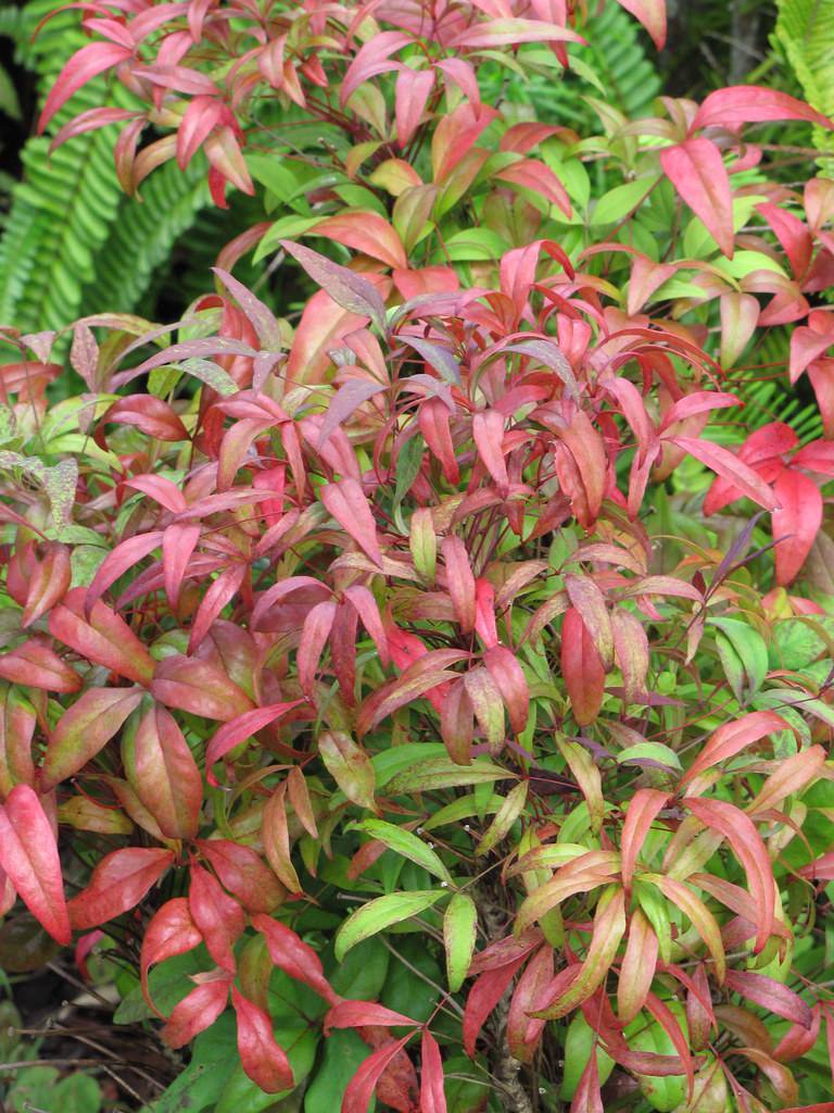 Nandina domestica  'Aka' BLUSH PINK ; lanceolate, reddish-green, shiny leaves with smooth margins, and reddish-green, shiny petioles
