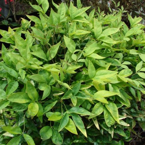 yellow-green leaves on light-green stems