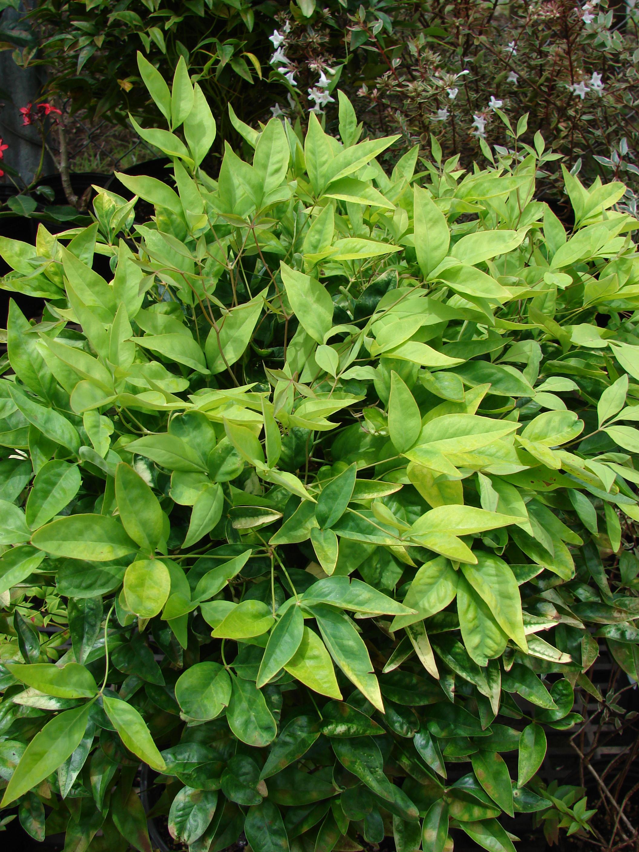 yellow-green leaves on light-green stems