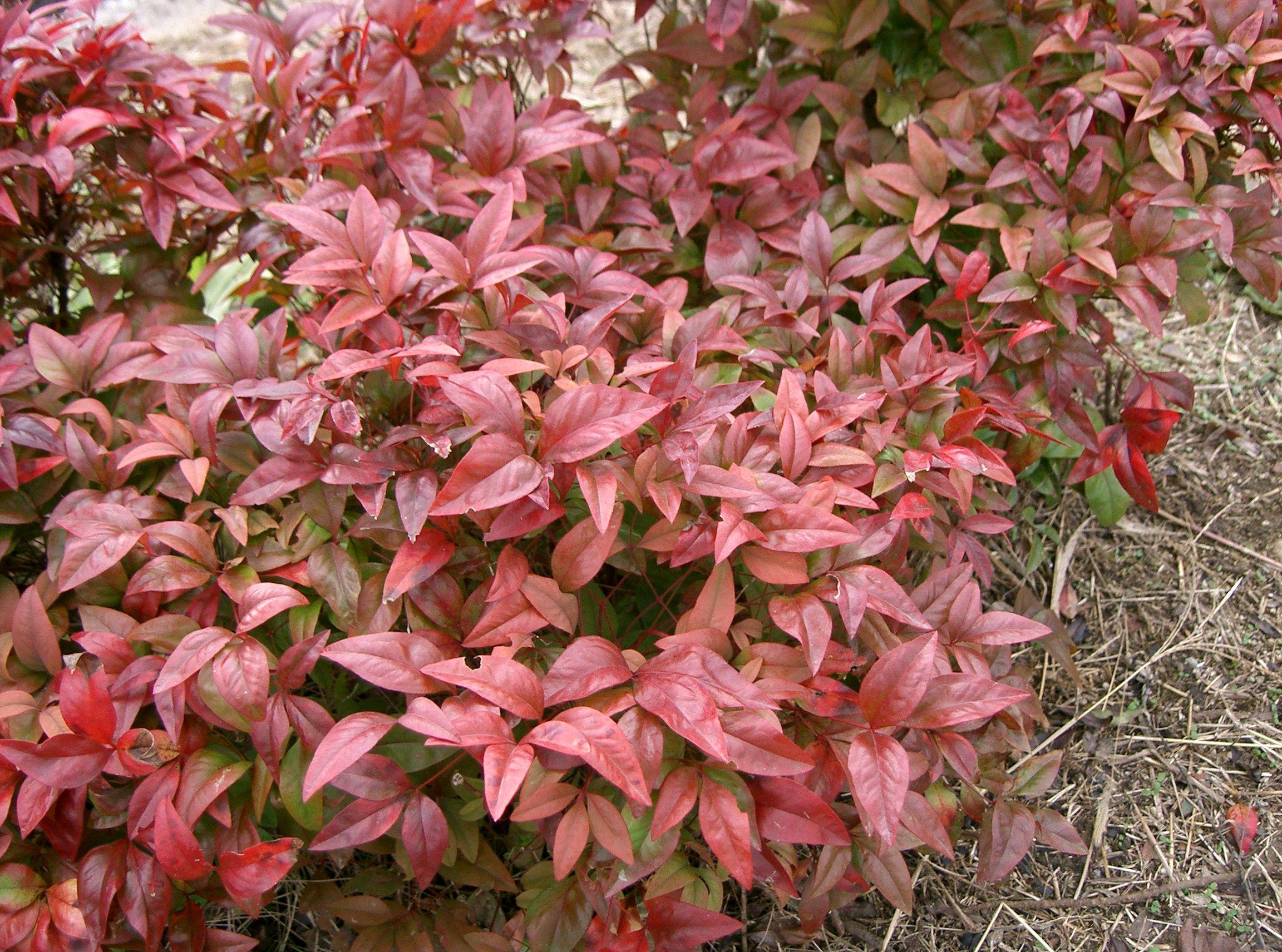 red-lime leaves with red stems