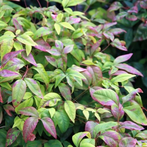 Green-red leaves with red petiole, midrib and stems