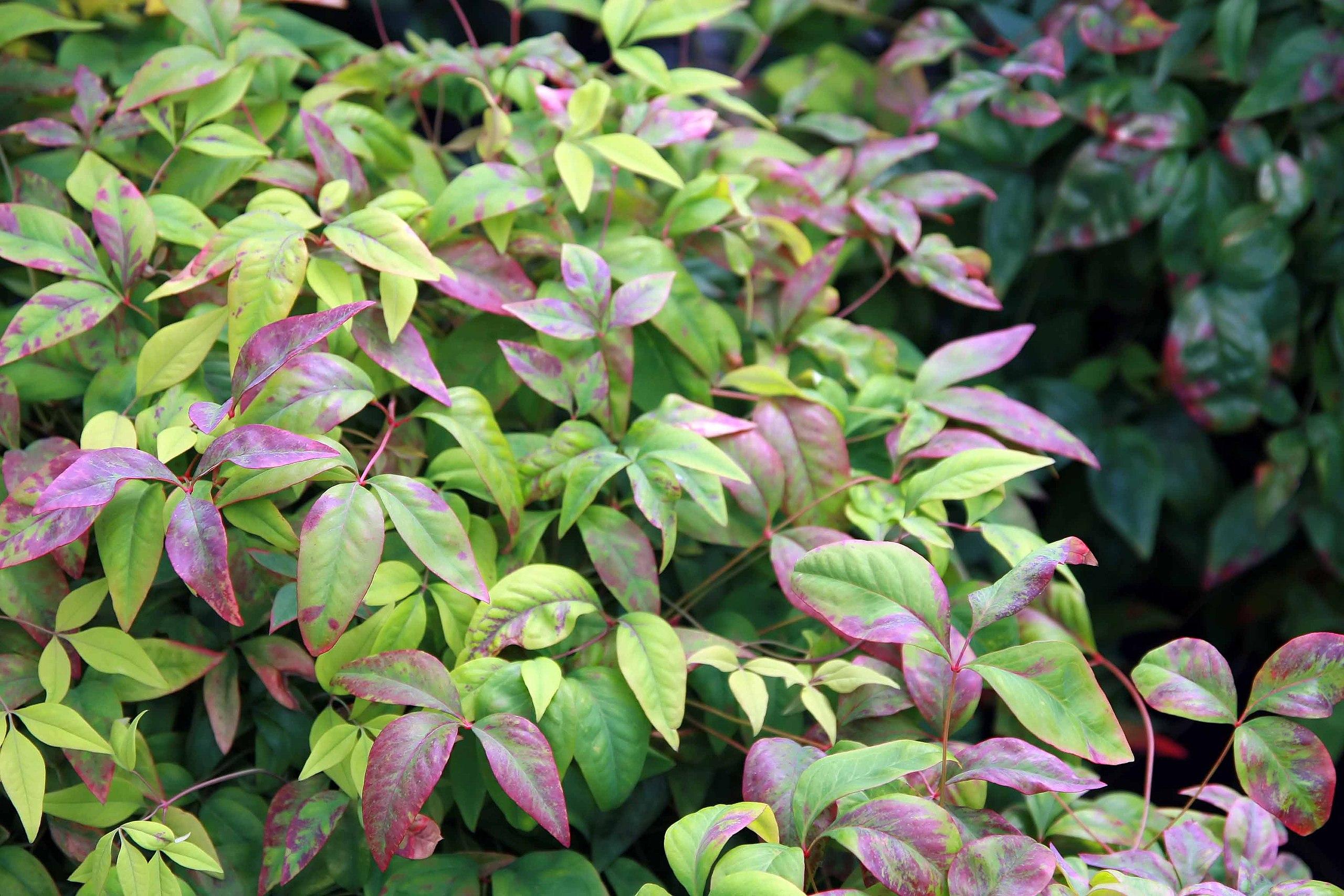 Green-red leaves with red petiole, midrib and stems