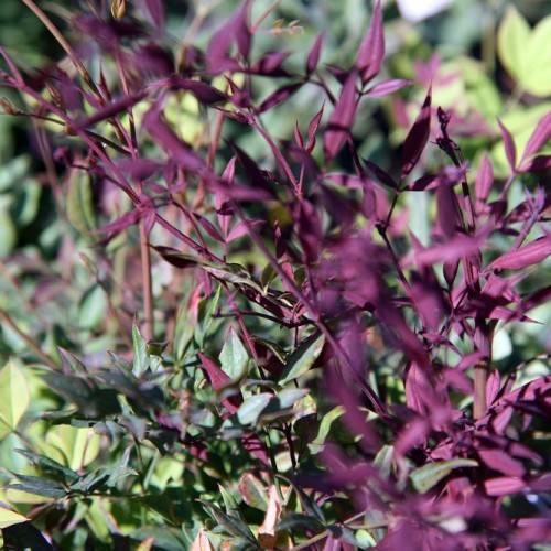 purple-green leaves with purple stems