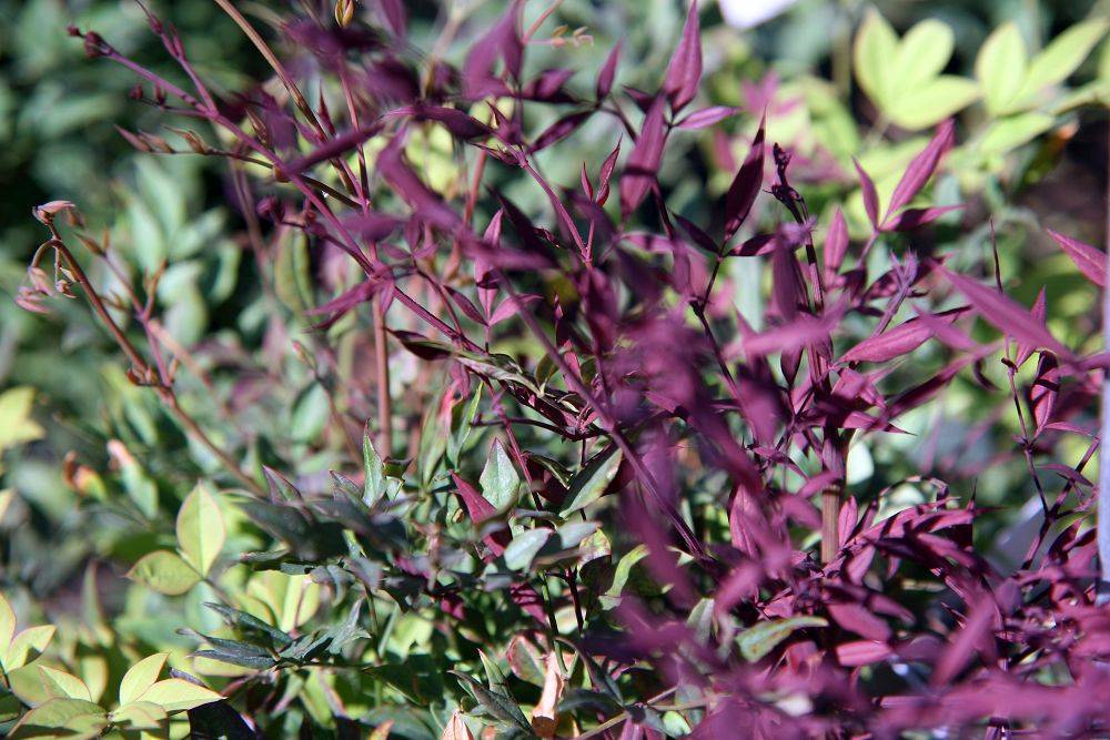 purple-green leaves with purple stems
