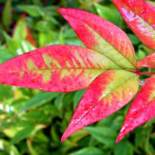 Nandina domestica 'Moon Bay'; lanceolate, reddish-green, shiny leaves with smooth margins, and red, shiny petioles