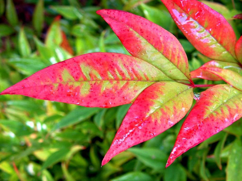 Nandina domestica 'Moon Bay'; lanceolate, reddish-green, shiny leaves with smooth margins, and red, shiny petioles