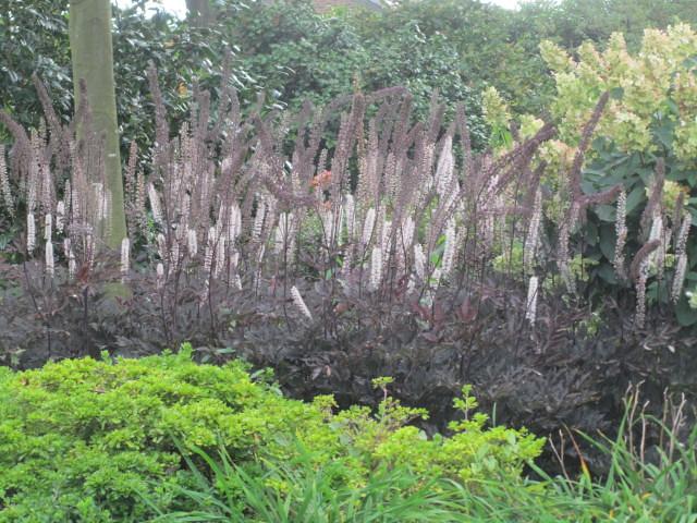 Tall brown stems topped with spires of fragrant white-maroon flowers and black-green leaves.
