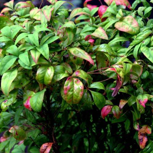 pink-green leaves with pink stems