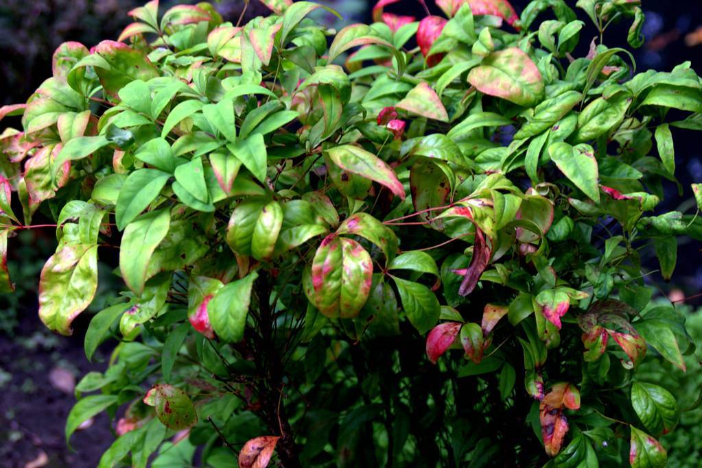 pink-green leaves with pink stems