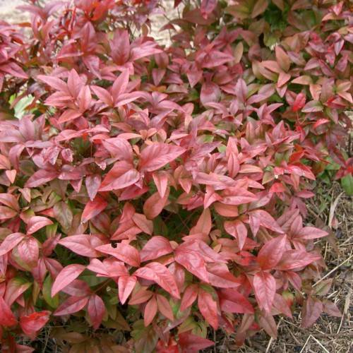 Lime-red leaves with red stems.