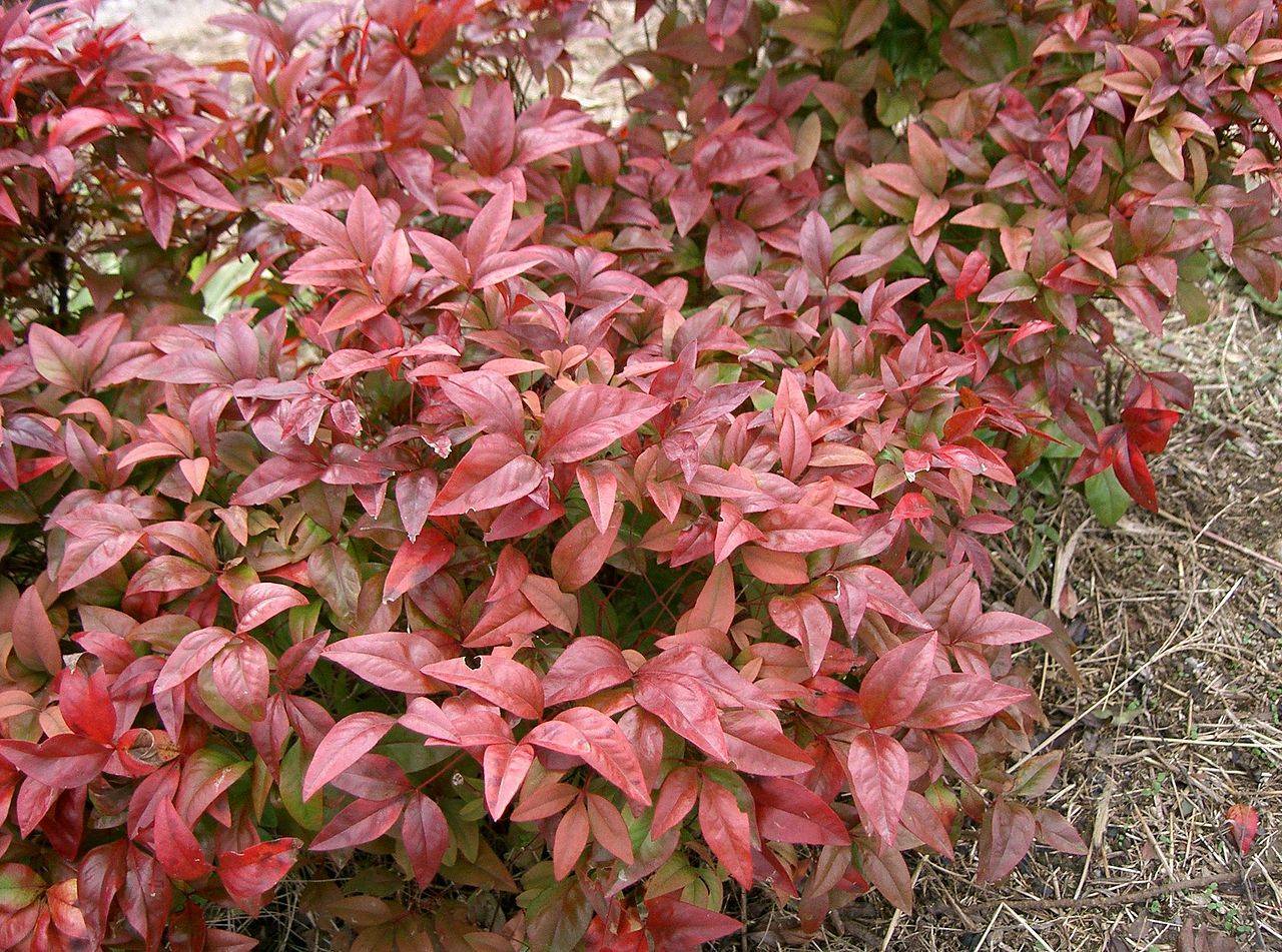 pink-lime leaves with dark-pink stems