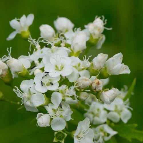 Napaea dioica; cluster of bright-white, small flowers with white stamens, green sepals, and green stems