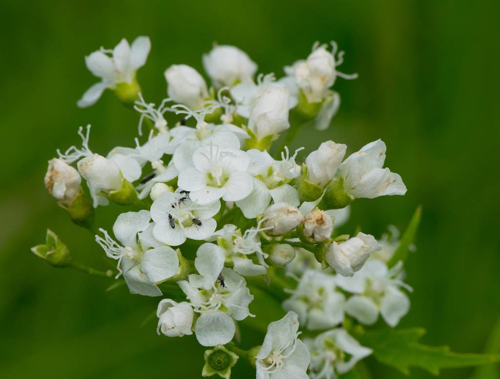 
Napaea dioica; cluster of bright-white, small flowers with white stamens, green sepals, and green stems