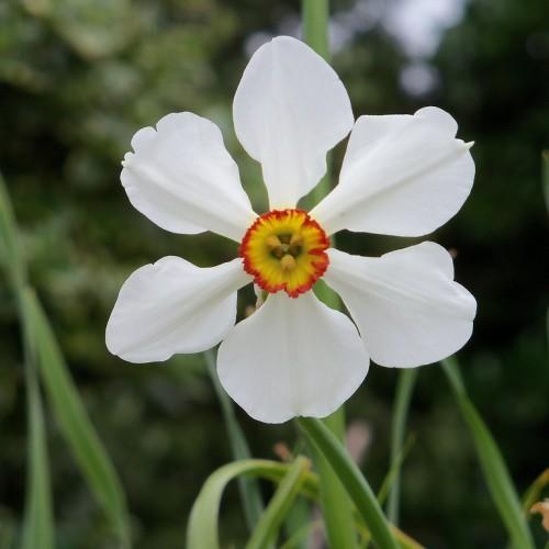 White flower with yellow-red center, yellow stigma and anthers, green leaves