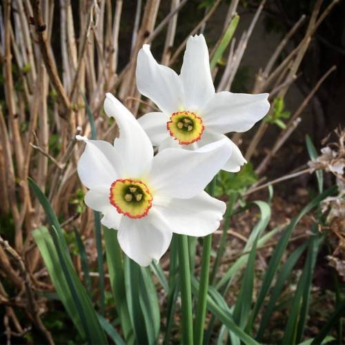 Narcissus 'After All'; bright white flowers with yellow-red corona, yellow stamens, and green, slender stems, green, narrow leaves