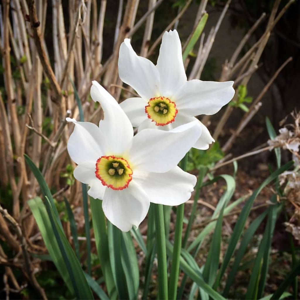 
Narcissus 'After All'; bright white flowers with yellow-red corona, yellow stamens, and green, slender stems, green, narrow leaves