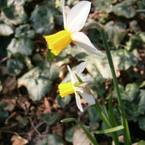 yellow-white flowers with green leaves and stems