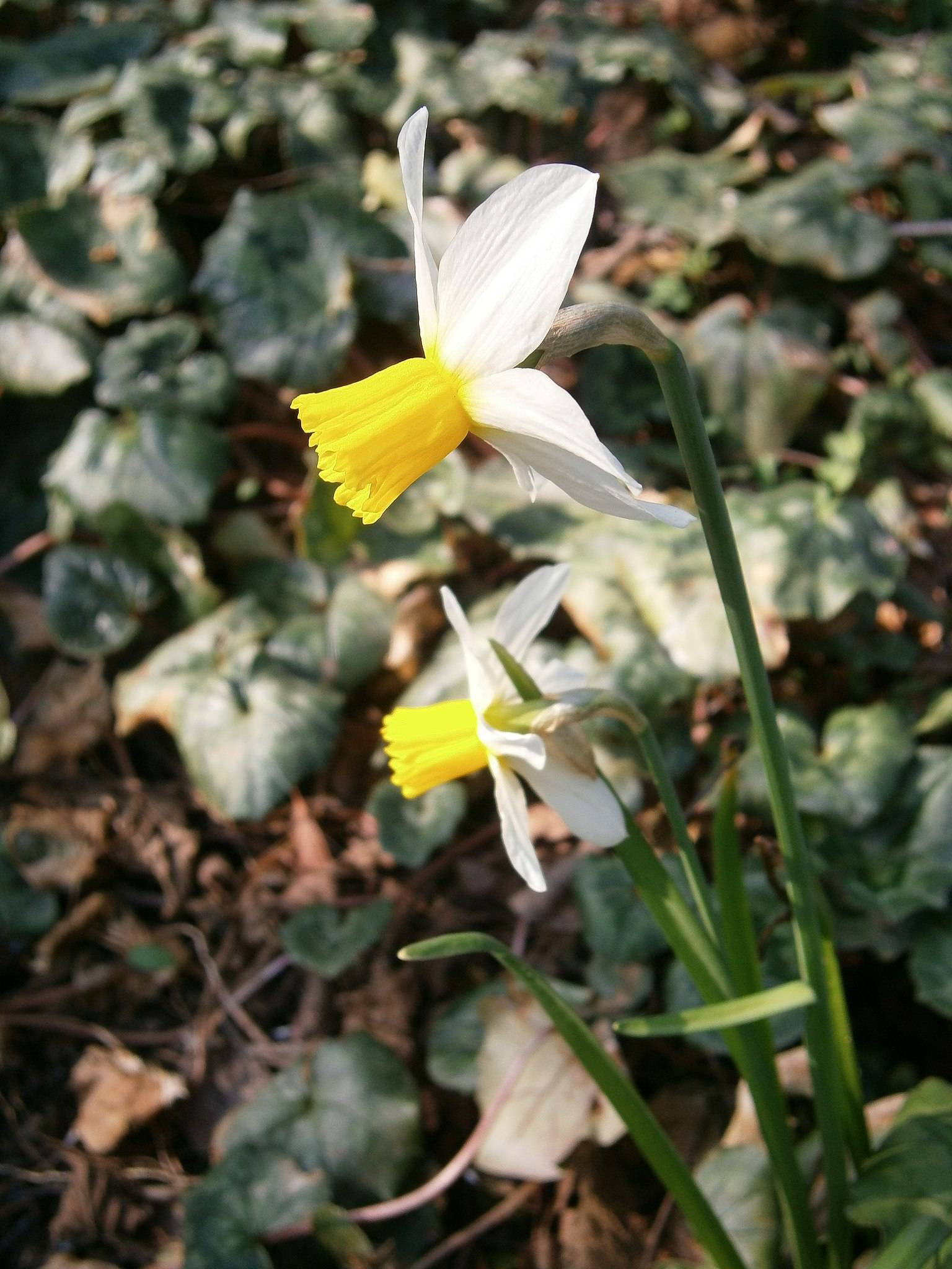 yellow-white flowers with green leaves and stems