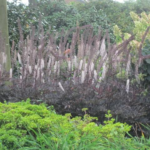 Tall brown stems topped with spires of fragrant white-maroon flowers and black-green leaves.