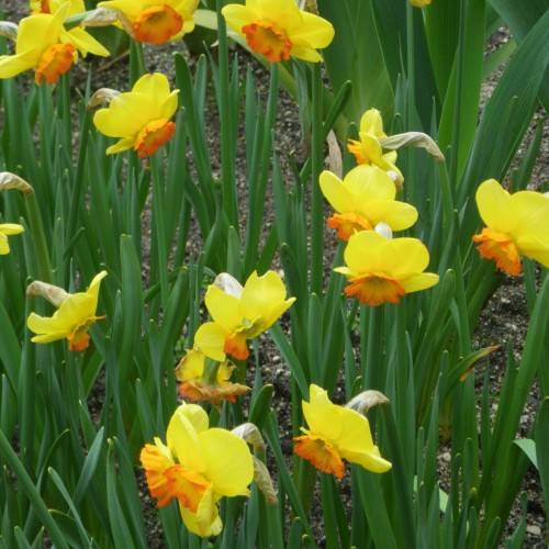 yellow-orange flowers with green leaves and stems