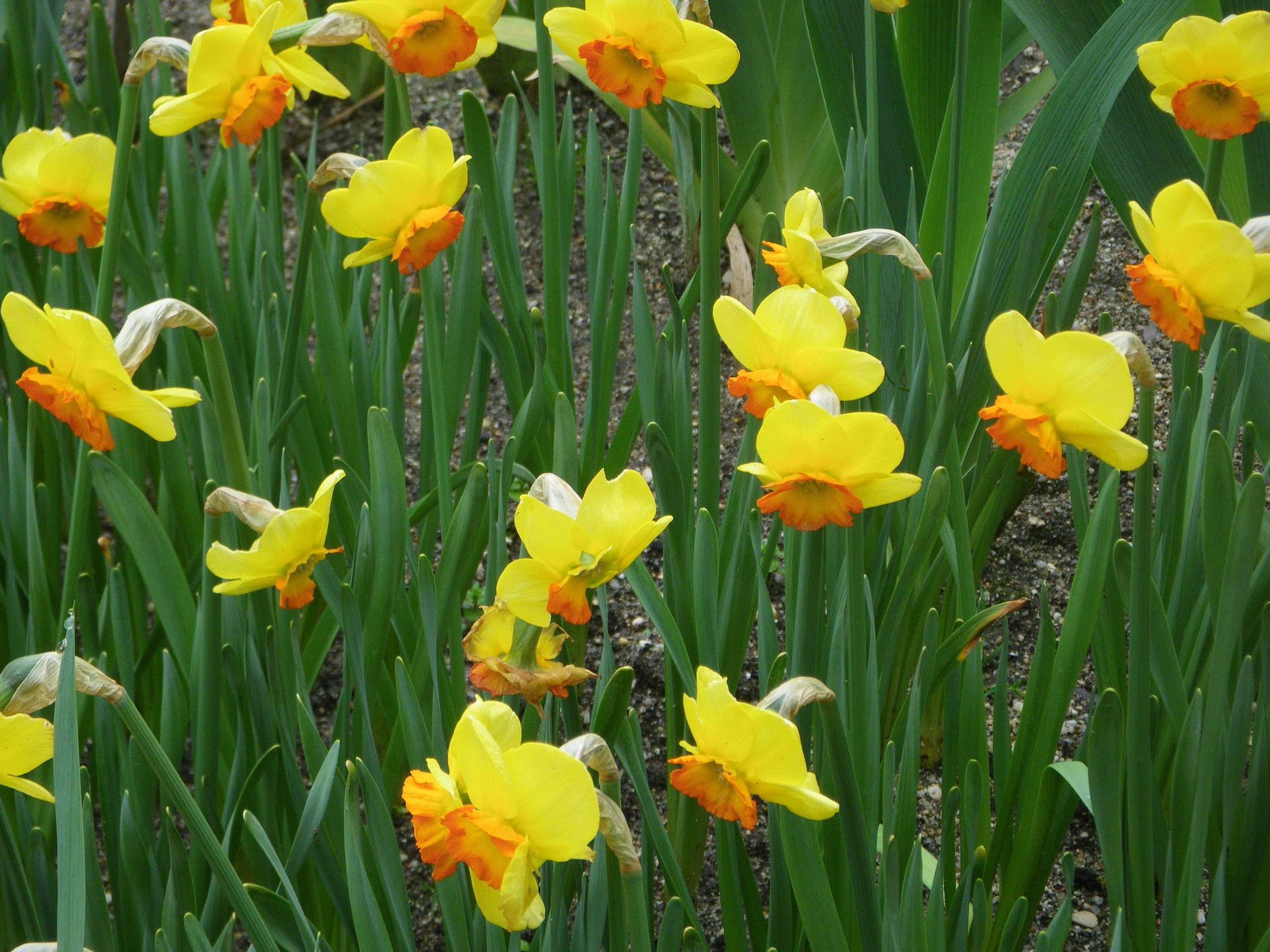 yellow-orange flowers with green leaves and stems