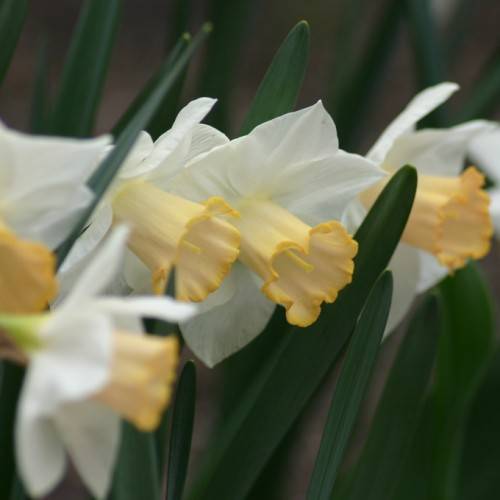 white-yellow flowers with dark-green leaves and stems