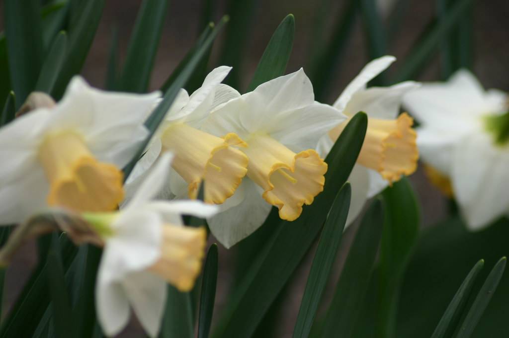 white-yellow flowers with dark-green leaves and stems