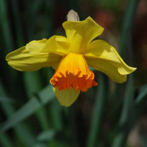 Narcissus 'Bittern'; yellow-orange, shiny flower with orange, cup-like corona, and blue-green, narrow, smooth leaves