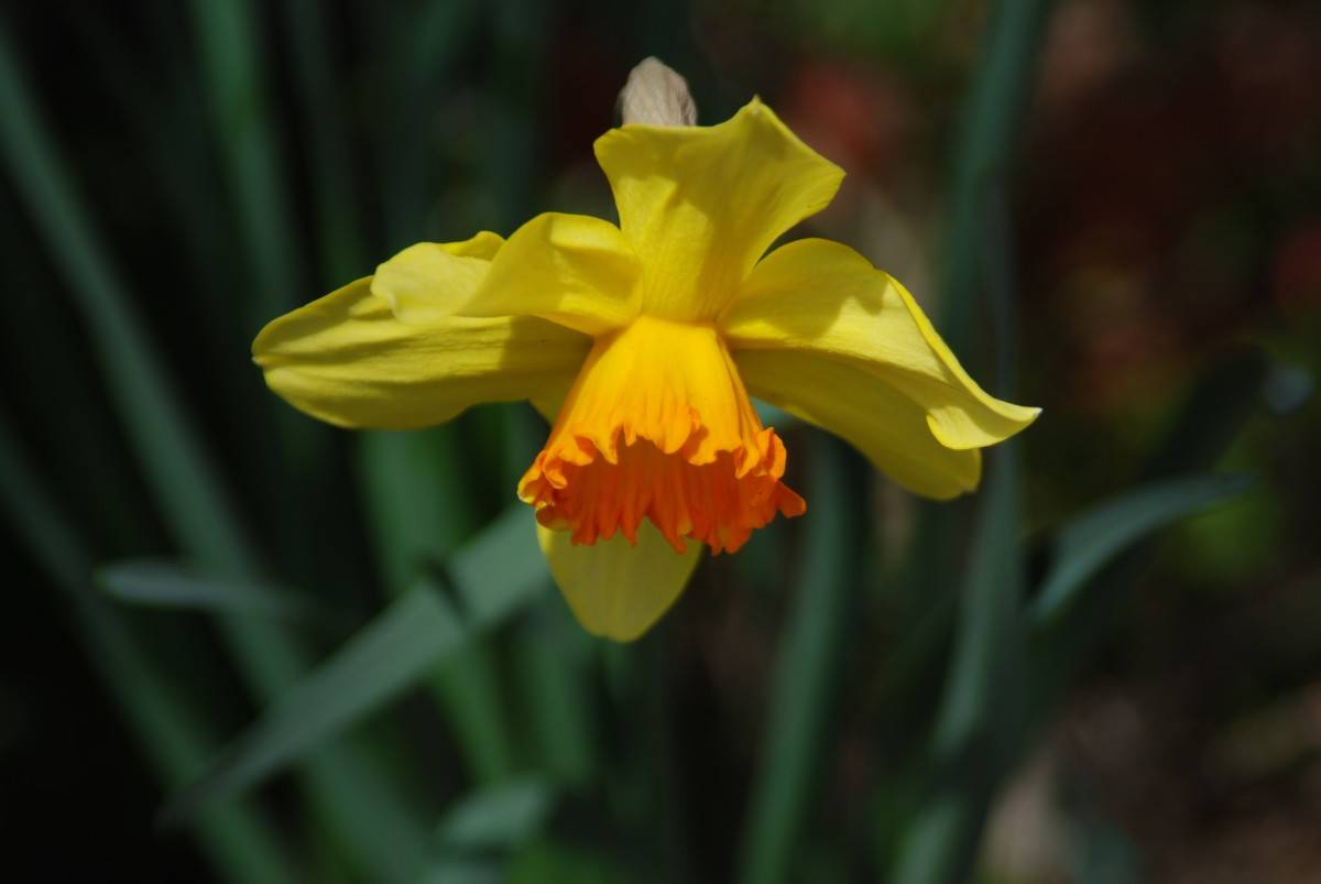 Narcissus  'Bittern'; yellow-orange, shiny flower with orange, cup-like corona, and blue-green, narrow, smooth leaves
