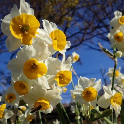 Narcissus 'Blues'; white-yellow, shiny flowers with yellow, cup-like corona, yellow stamens, gray-green, slender stems