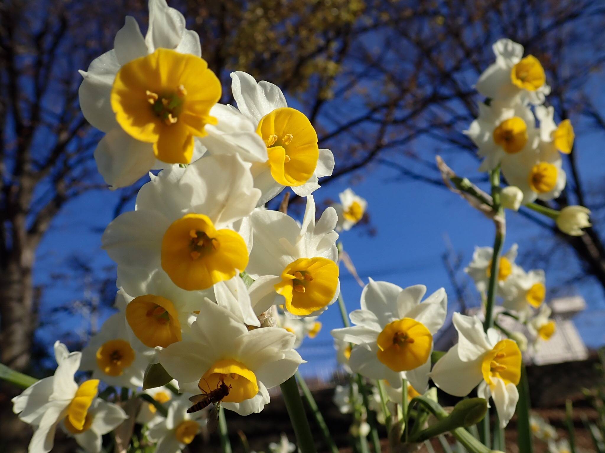 
Narcissus 'Blues'; white-yellow, shiny flowers with yellow, cup-like corona, yellow stamens, gray-green, slender stems
