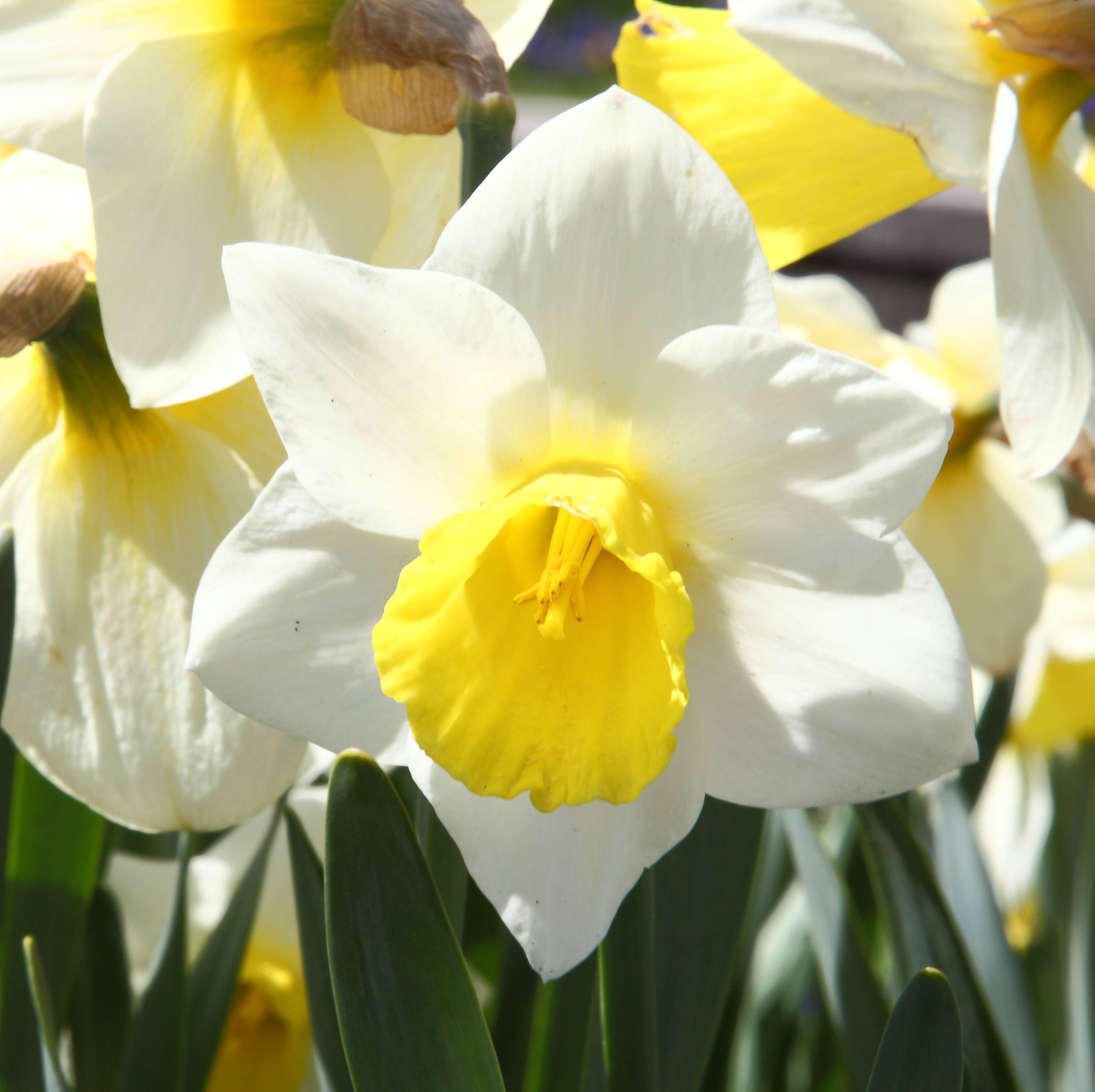 
Narcissus 'Bravoure'; white-yellow, smooth flowers with yellow, cup-like corona, yellow stamens, blue-green, slender stems, and blue-green, narrow, smooth leaves
