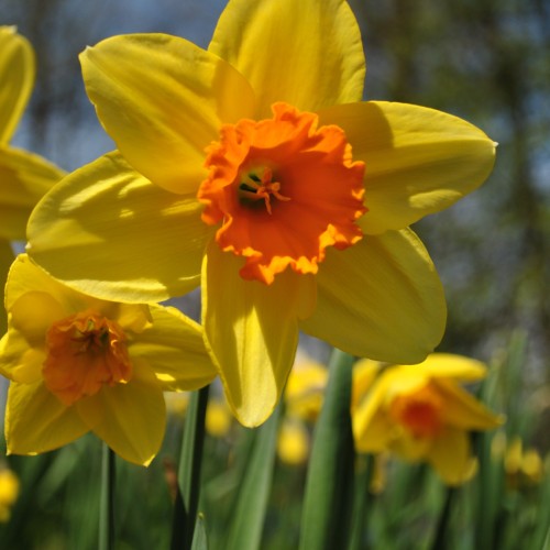 Yellow flower with orange center, anthers and stigma, yellow-orange filaments, green leaves and stems.