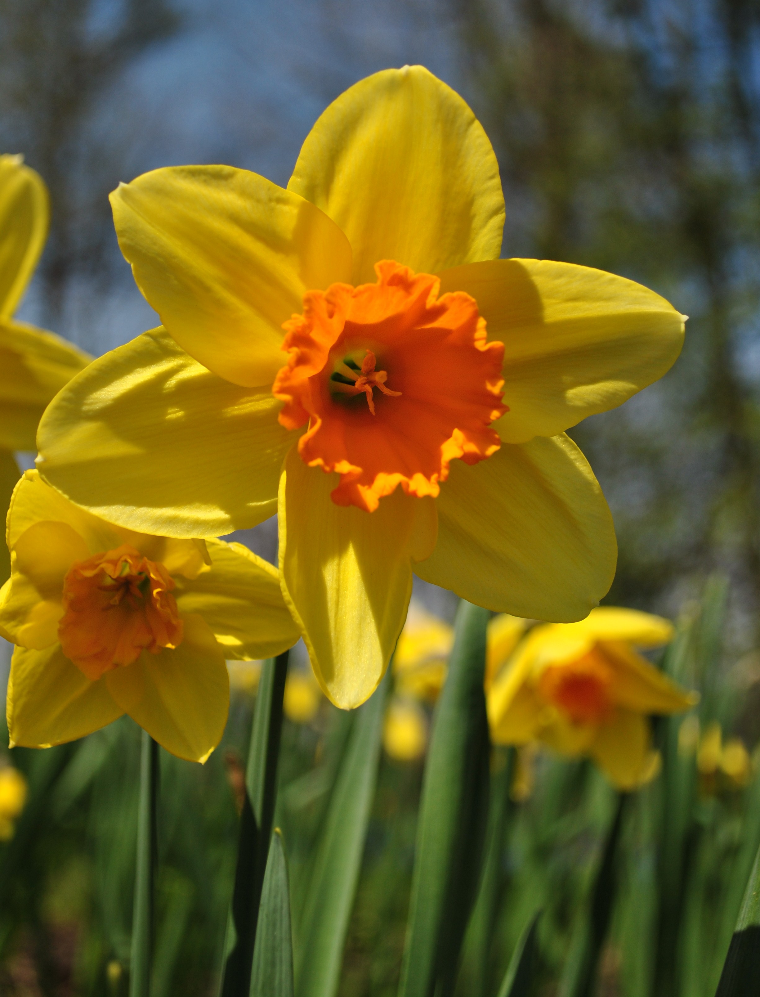  
Narcissus 'Ambergate'; yellow, shiny flowers with orange, cup-like corona, orange stamens, and blue-green, slender stems
