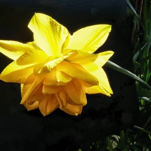 
Narcissus 'Brindabella'; smooth, yellow, rose-like flower with blue-green, shiny leaves