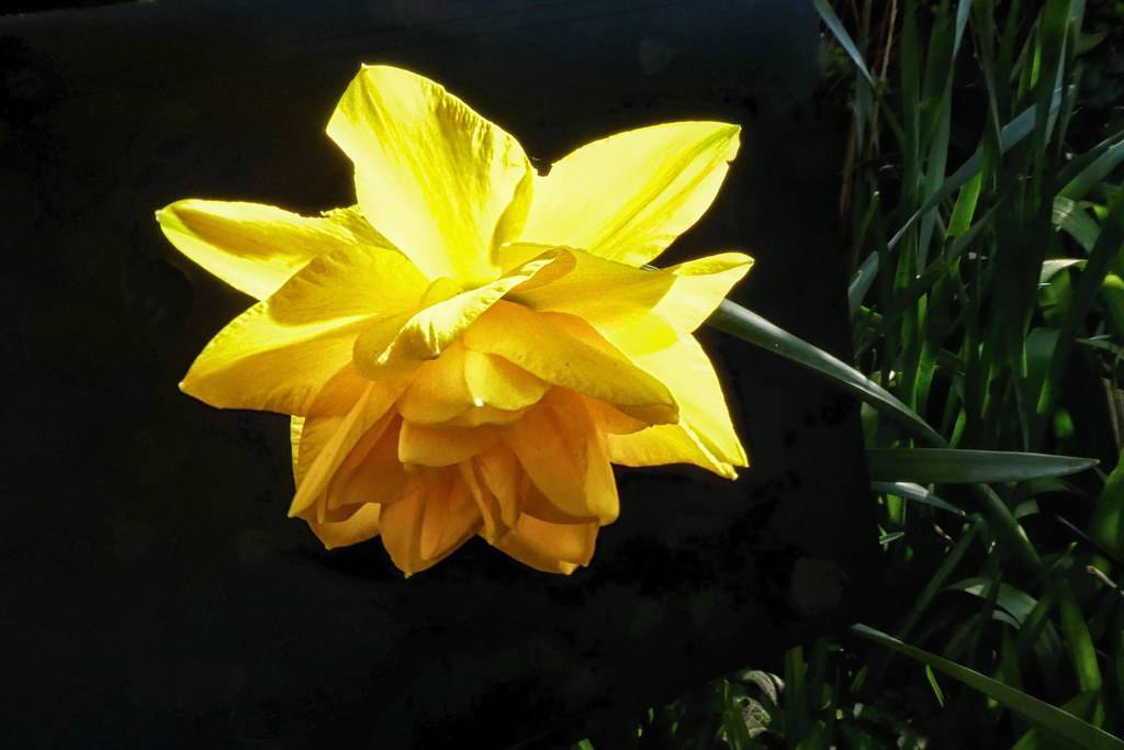 
Narcissus 'Brindabella'; smooth, yellow, rose-like flower with blue-green, shiny leaves