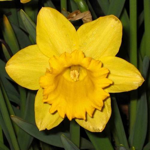 Narcissus 'Carlton'; yellow, shiny flower with yellow, cup-like, corona, yellow stamens, and gray-green, smooth leaves

