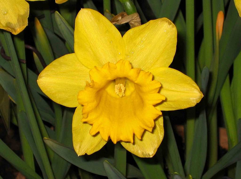 Narcissus 'Carlton'; yellow, shiny flower with yellow, cup-like, corona, yellow stamens, and gray-green, smooth leaves
