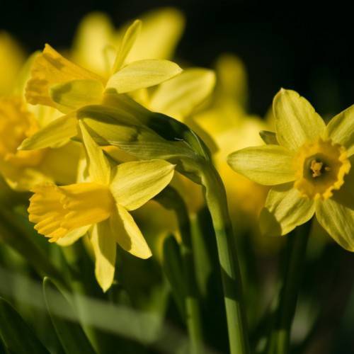 Narcissus 'Carrickbeg'; yellow, shiny flowers with yellow, cup-like, corona, yellow stamens, yellow-green sepals, and dark-green, narrow, smooth leaves