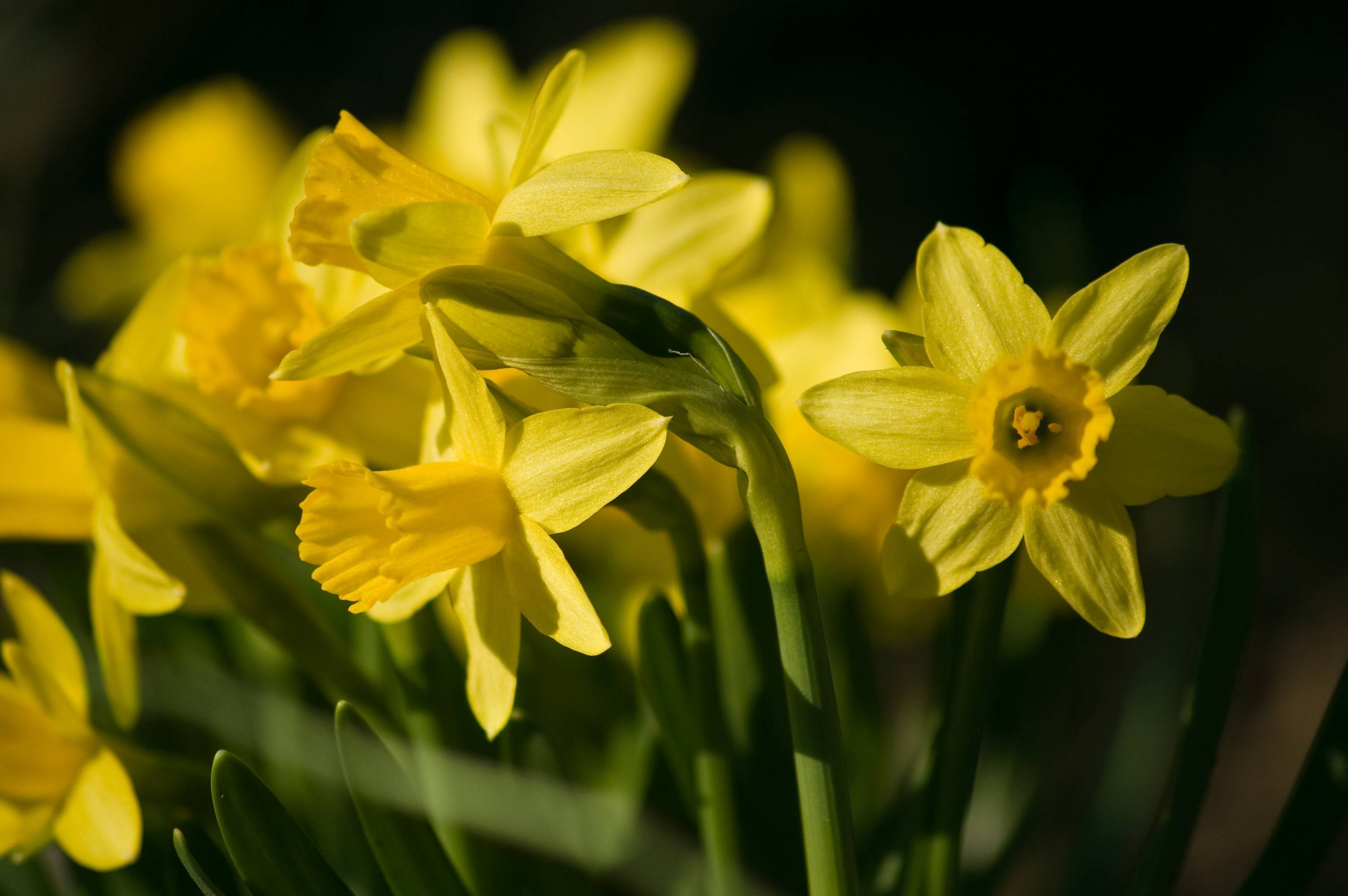 
Narcissus 'Carrickbeg'; yellow, shiny flowers with yellow, cup-like, corona, yellow stamens, yellow-green sepals, and dark-green, narrow, smooth leaves
