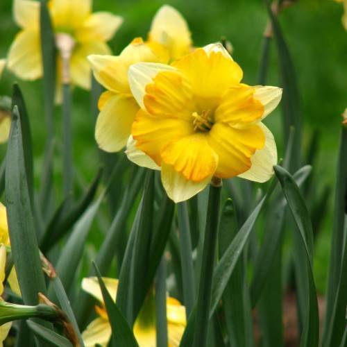 Narcissus 'Cassata'; yellow-creamy flowers with yellow stamens, blue-green, slender stems, and blue-green, smooth, narrow leaves