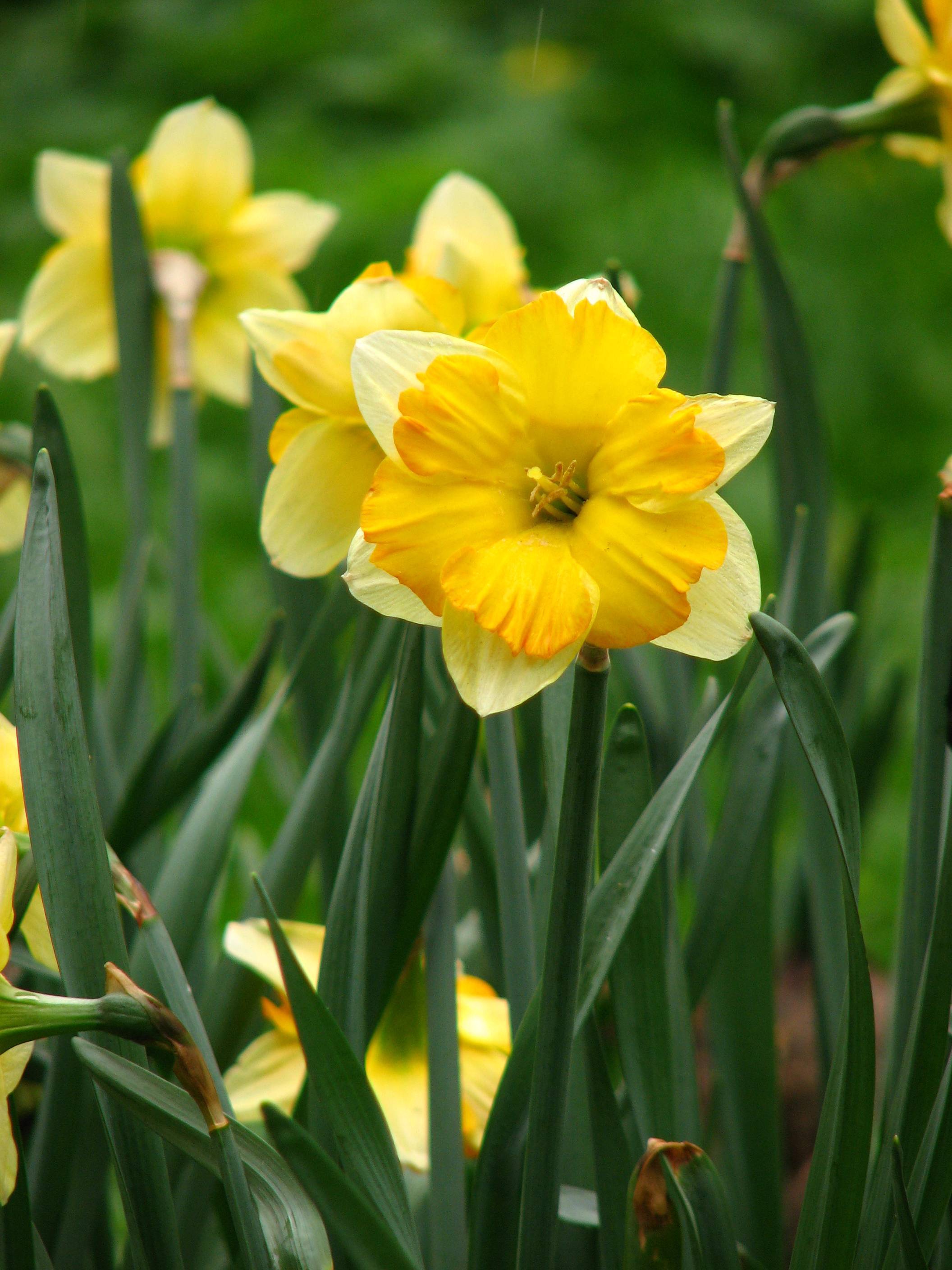 
Narcissus 'Cassata'; yellow-creamy flowers with  yellow stamens, blue-green, slender stems, and blue-green, smooth, narrow leaves
