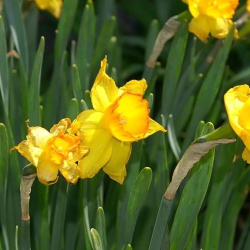 Yellow-red flower with yellow anthers, green petile, stems and leaves.