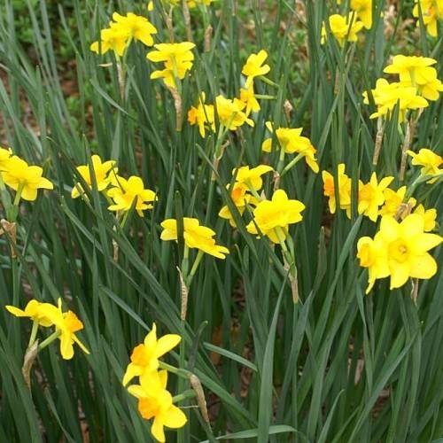 Narcissus 'Chit Chat': bright-yellow flowers with dark-yellow corona, long, slender, dark-green stems, and dark-green, long, narrow leaves