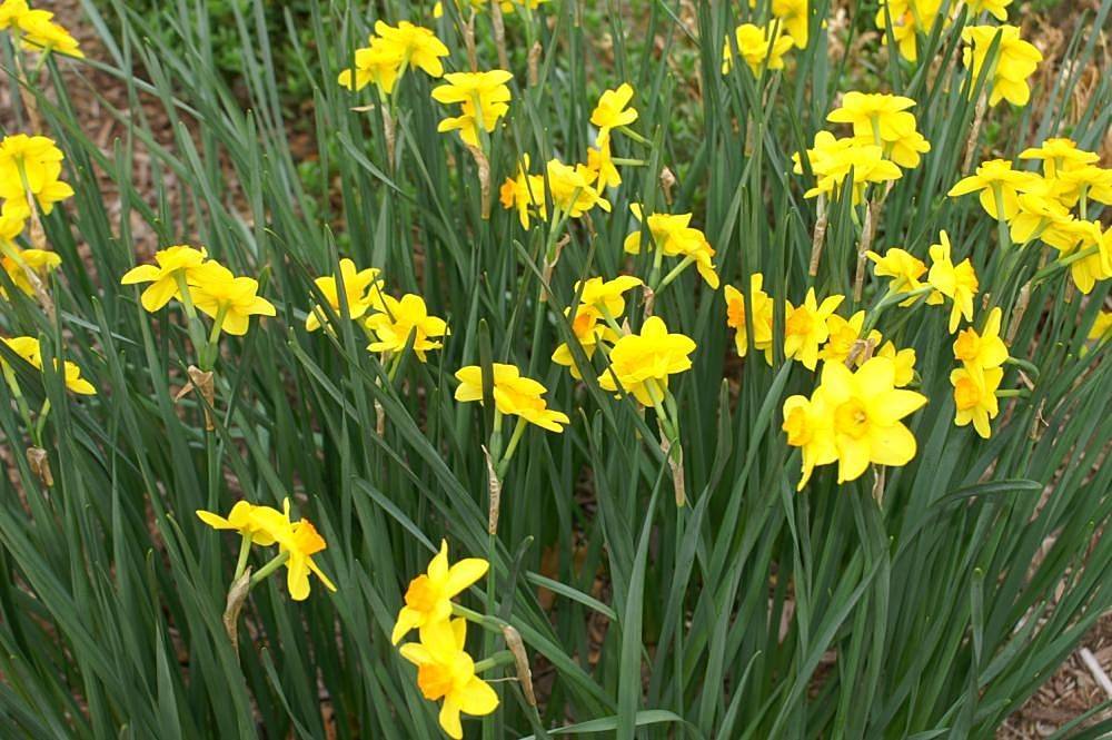 
Narcissus 'Chit Chat':  bright-yellow flowers with dark-yellow corona, long, slender, dark-green stems, and dark-green, long, narrow leaves