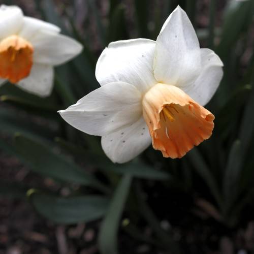
Narcissus 'Chromacolor': white-orange flowers with orange, cup-shaped corona, and orange stamens
