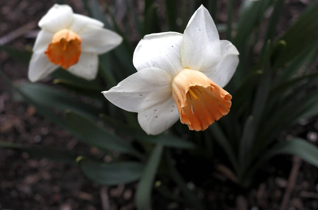 
Narcissus 'Chromacolor': white-orange flowers with orange, cup-shaped corona, and orange stamens
