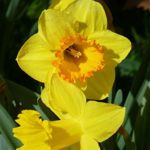 Yellow flower with stamen, orange center.and green leaves.