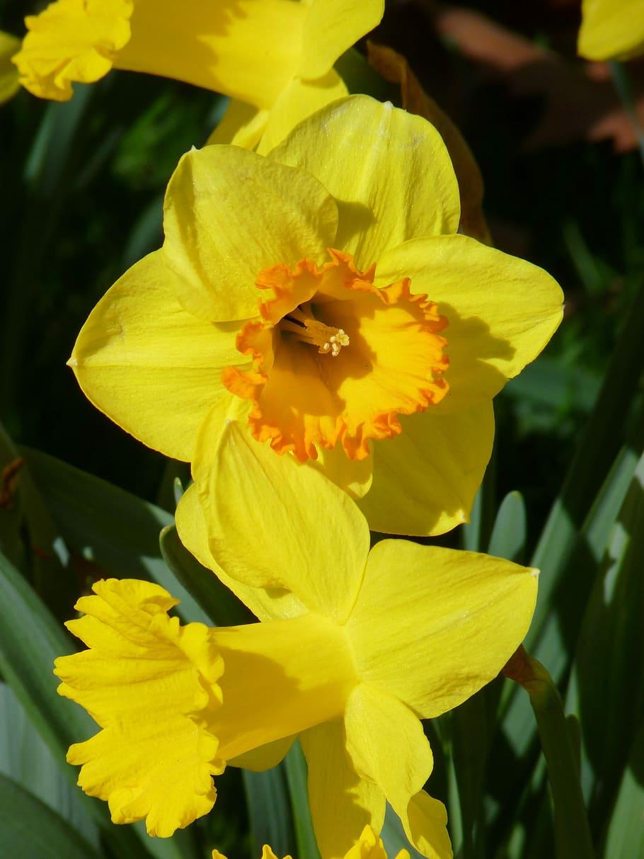 Yellow flower with stamen, orange center.and green leaves.