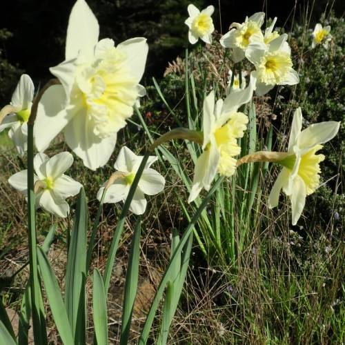 Narcissus 'Daydream'; white-yellow flowers with light-yellow cup-shaped corona, long, slender, dark-green stems, and dark-green, long, narrow leaves